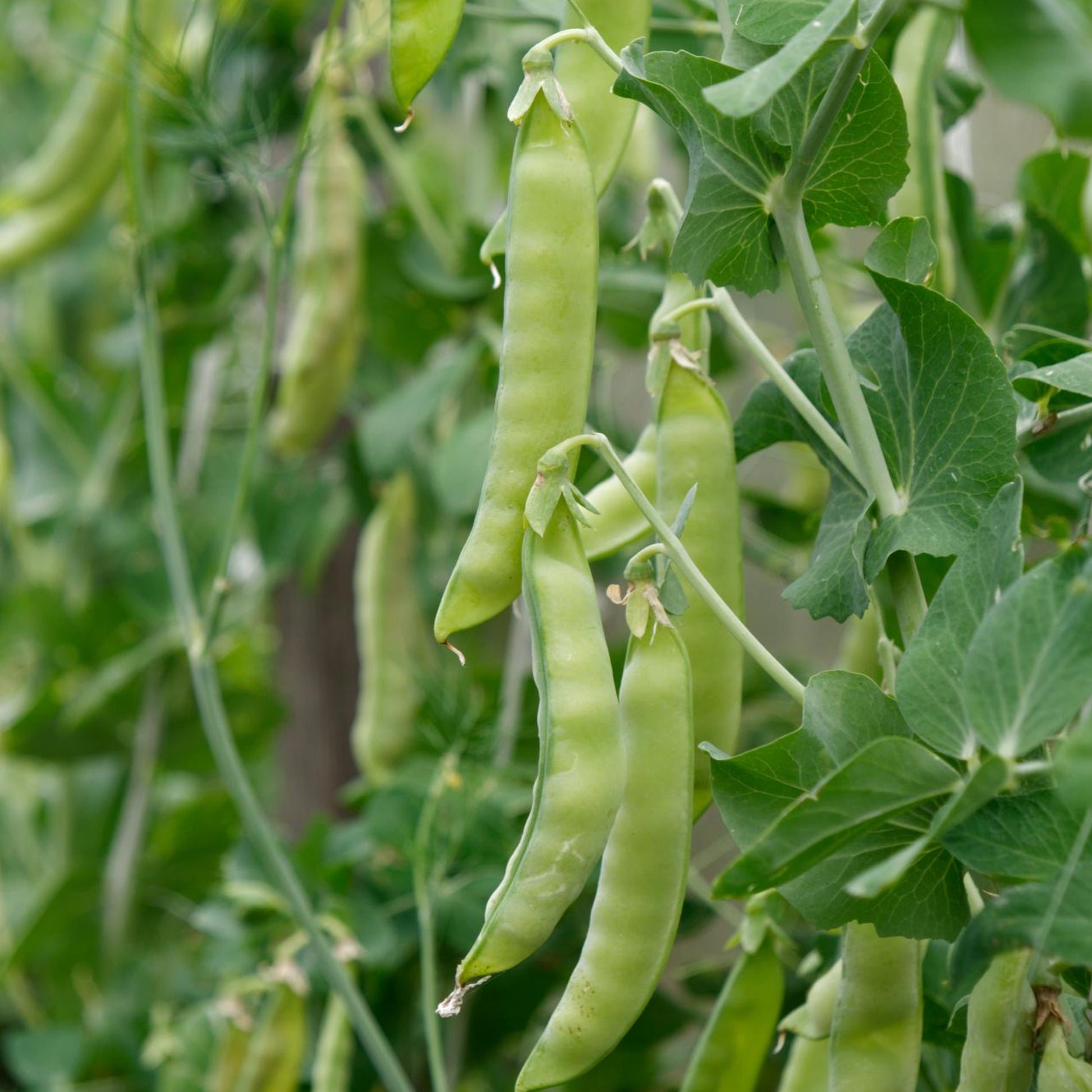 Oregon Giant Snow Peas - Seeds - Non Gmo - Heirloom Seeds – Pea Seeds - Grow Your Own Food At Home! - Fast Growing Variety!   