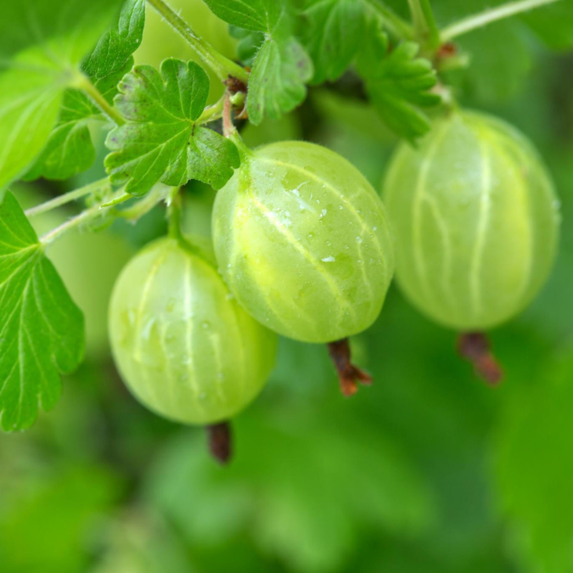 Organic Gooseberry Seeds - Indian Gooseberry Seeds - Amla Phyllanthus Emblica - Grow Your Own Food At Home! - Fresh Seeds!