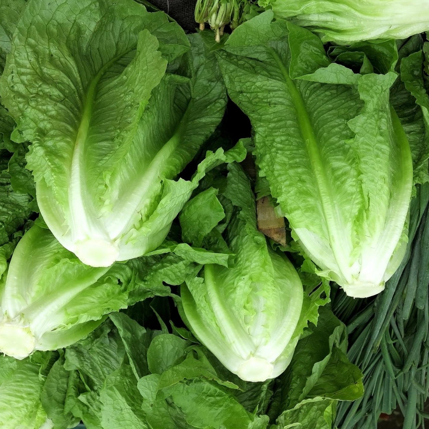 Park Island Romaine Lettuce - Seeds - Organic - Non Gmo - Heirloom Seeds – Vegetable Seeds - USA Garden Seeds 