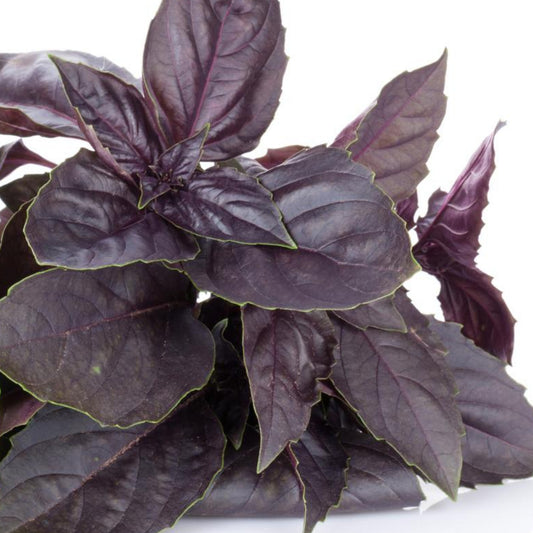 Purple Basil - Seeds - Organic - Non Gmo - Heirloom Seeds – Herb Seeds - USA Garden Seeds  