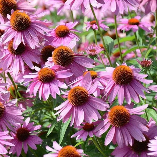 Purple Coneflowers - Seeds - Organic - Non Gmo - Heirloom Seeds – Flower Seeds - USA Garden Seeds