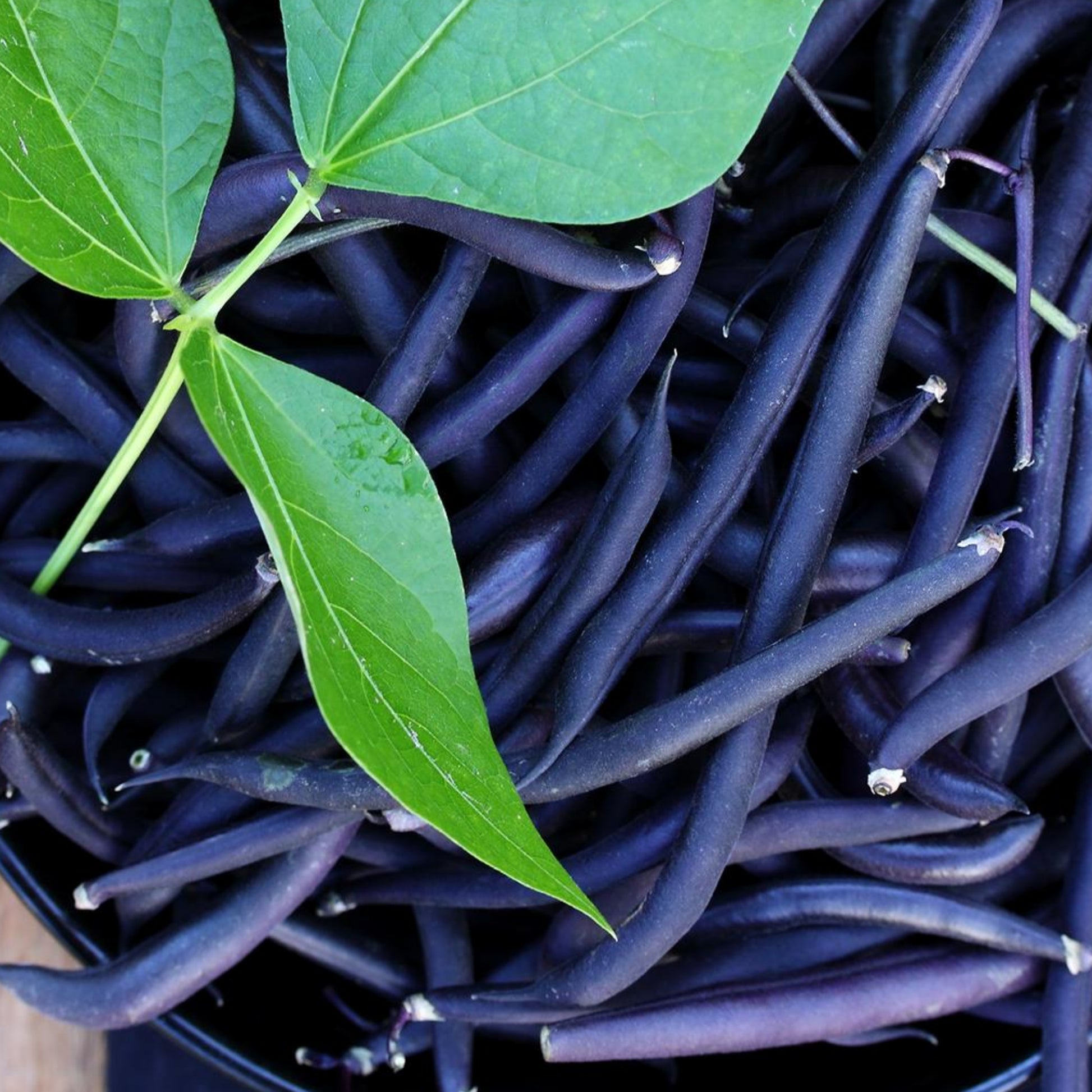 Purple Green Beans - Seeds - Non Gmo - Heirloom Seeds – Bean Seeds - Grow Your Own Food At Home! - Fast Growing Variety! Fresh Seeds!
