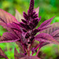 Red Amaranth - Seeds - Organic - Non Gmo - Heirloom Seeds – Flower Seeds - USA Garden Seeds 