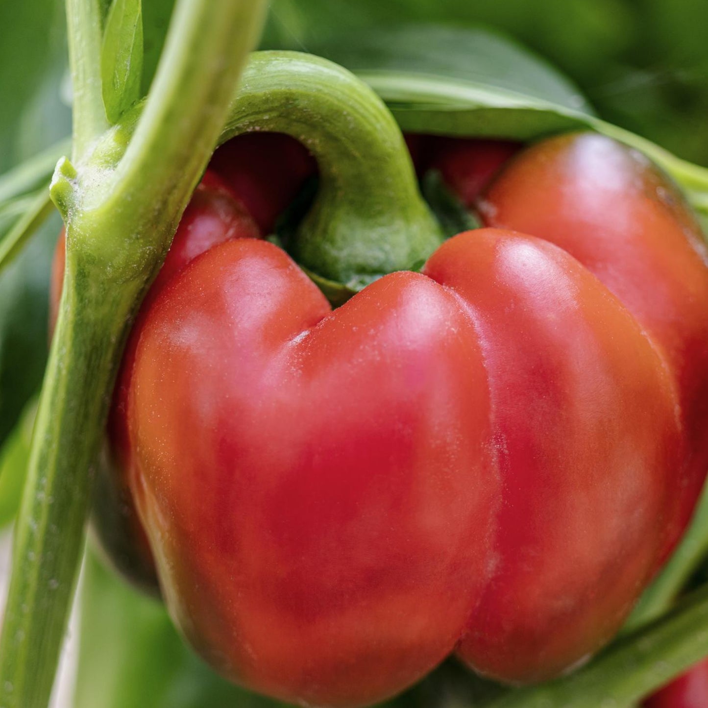 Red Bell Peppers - Seeds - Organic - Non Gmo - Heirloom Seeds – Vegetable Seeds - USA Garden Seeds 