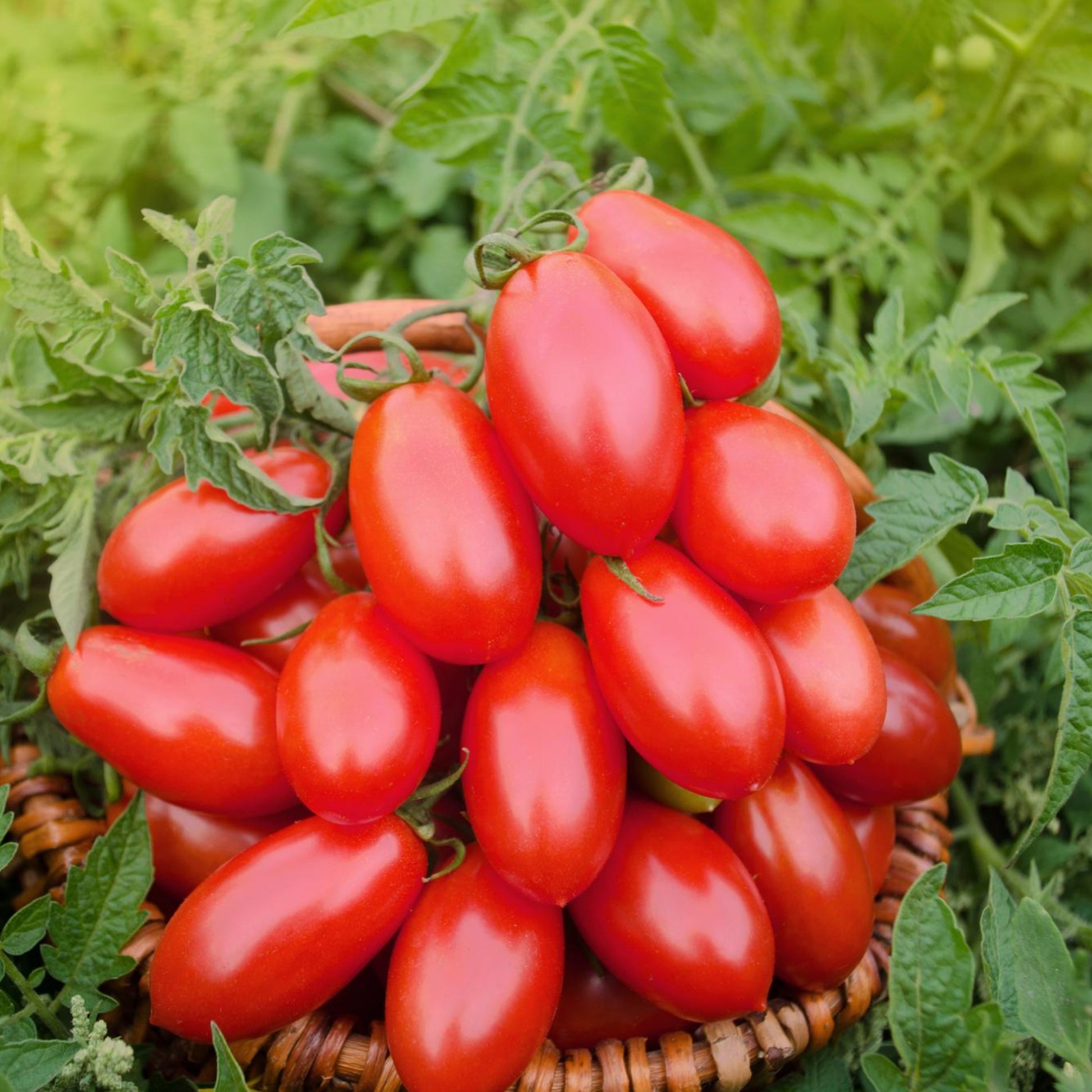 Roma Tomatoes - Seeds - Organic - Non Gmo - Heirloom Seeds – Vegetable Seeds - USA Garden Seeds 