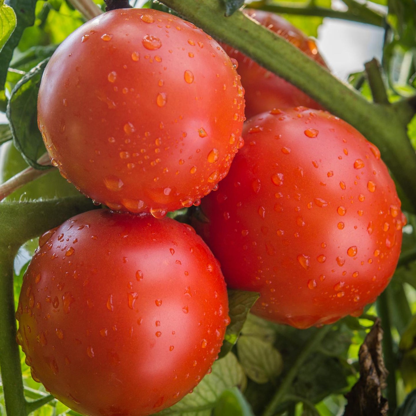 Rutgers Tomato Seeds - Seeds - Organic - Non Gmo - Heirloom Seeds – Vegetable Seeds - USA Garden Seeds 