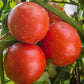 Rutgers Tomato Seeds - Seeds - Organic - Non Gmo - Heirloom Seeds – Vegetable Seeds - USA Garden Seeds 