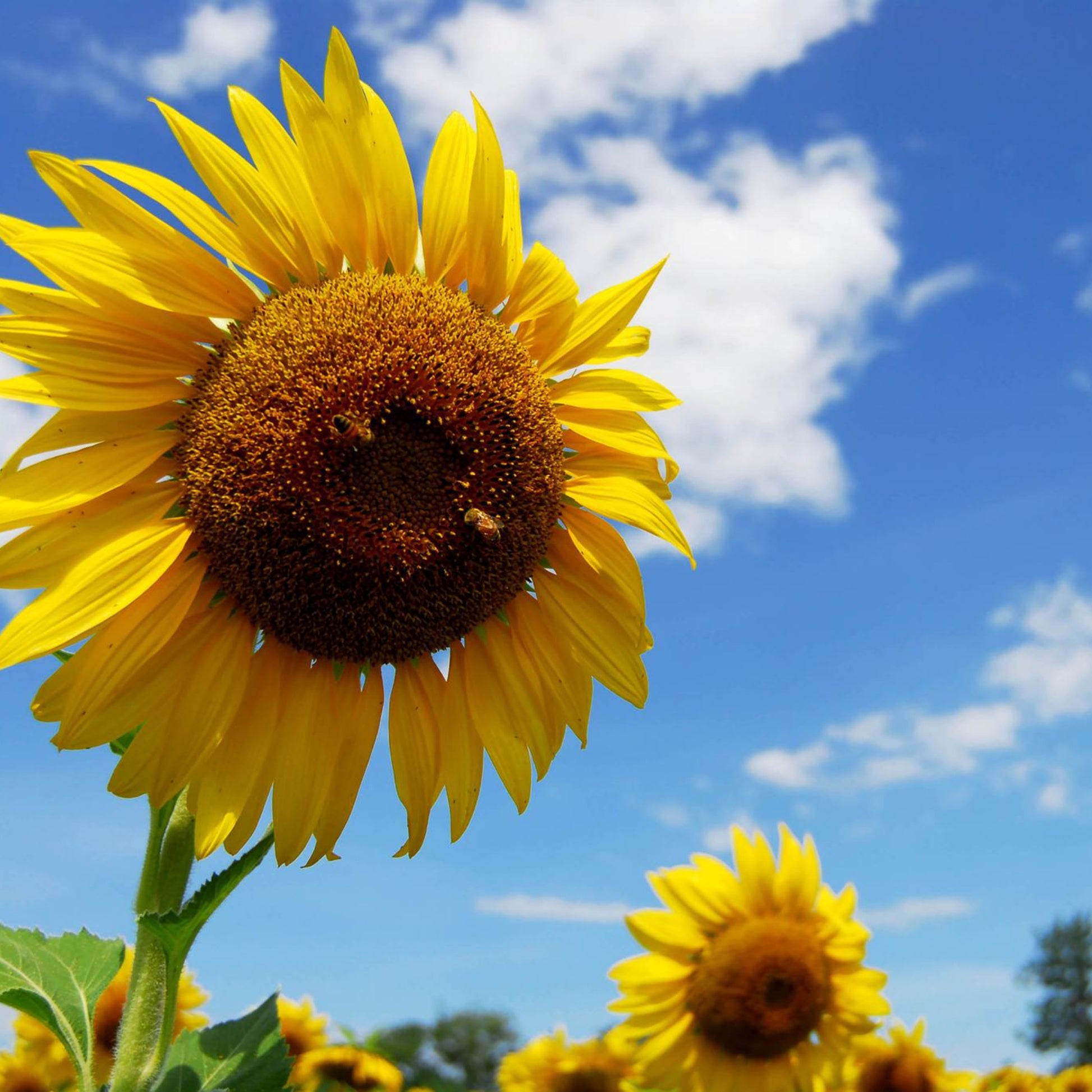 blue sunflower seeds for planting Skyscraper Sunflowers - Seeds - Organic - Non Gmo