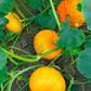 Sugar Pie Pumpkins - Organic Seeds - Non Gmo - Heirloom Seeds – Pumpkin Seeds - Fresh USA Garden Seeds - Grows Fast