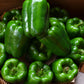 Sweet California Wonder Bell Peppers - Seeds - Organic - Non Gmo - Heirloom Seeds – Vegetable Seeds - USA Garden Seeds  