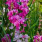 Sweet Pea Flowers - Seeds - Organic - Non Gmo - Heirloom Seeds – Flower Seeds - USA Garden Seeds  