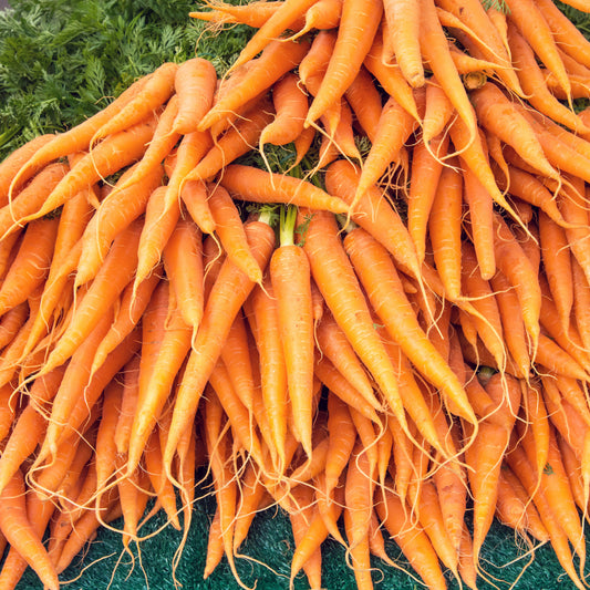 Tendersweet Carrots Seeds - Organic - Non Gmo - Heirloom Seeds – Vegetable Seeds - USA Garden Seeds