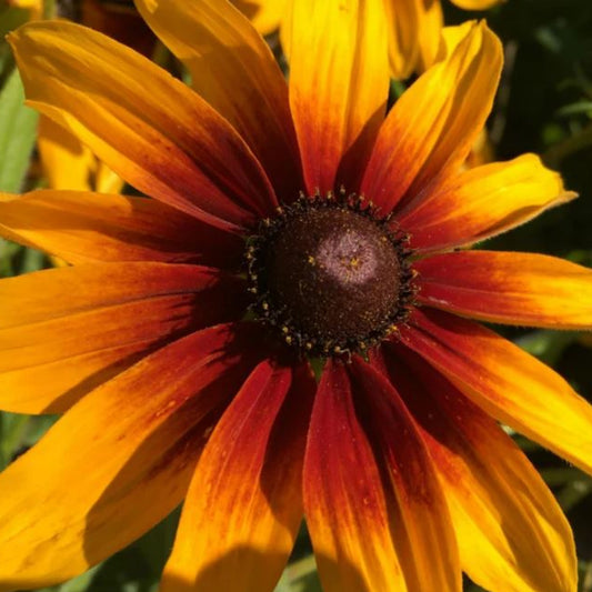 Velvet Queen Sunflowers - Seeds - Organic - Non Gmo - Heirloom Seeds – Flower Seeds - USA Garden Seeds