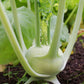 White Vienna Kohlrabi - Seeds - Organic - Non Gmo - Heirloom Seeds – Vegetable Seeds - USA Garden Seeds