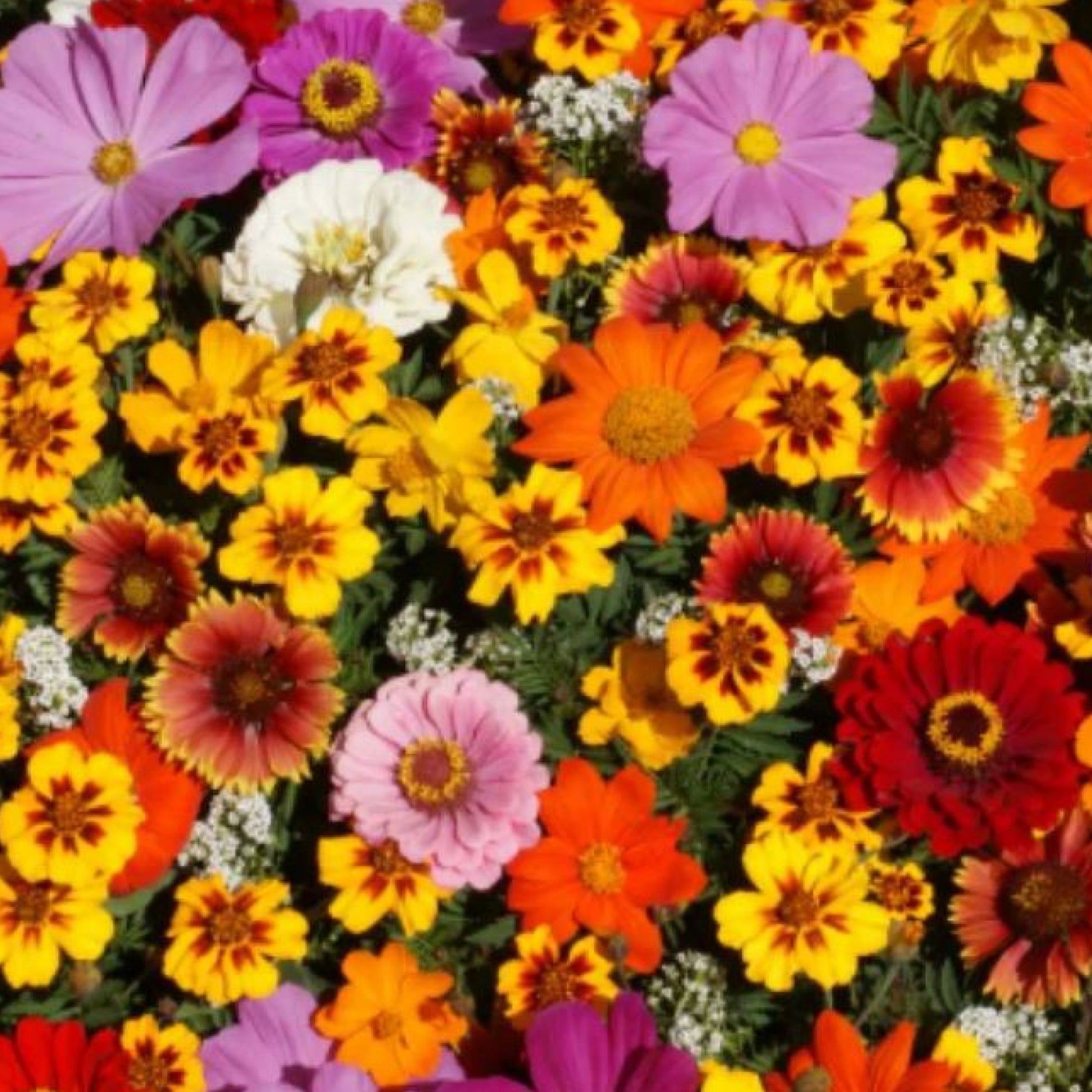 seed & flower llc Wildflowers - Cut Flower Seeds - Organic - Non Gmo