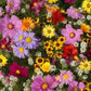 Wildflower Mix - All Annual - Seeds - Organic - Non Gmo - Heirloom Seeds – Flower Seeds - USA Garden Seeds