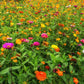 Zinnia California Giant Flowers - Seeds - Organic - Non Gmo - Heirloom Seeds – Flower Seeds - USA Garden Seeds 
