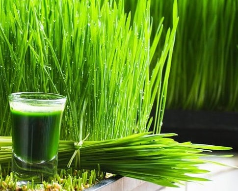 Wheatgrass - Cat Grass - Seeds - Non Gmo - Heirloom Seeds – Wheatgrass Seeds - Grow Your Own Food At Home! - Fast Growing Variety!