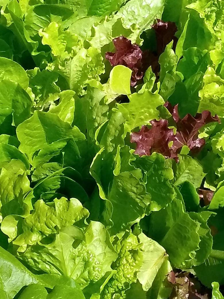 Romaine & Leaf Lettuce Mix - Seeds - Organic - Non Gmo - Heirloom Seeds – Vegetable Seeds - USA Garden Seeds  