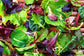 Spring Lettuce Mix - Seeds - Organic - Non Gmo - Heirloom Seeds – Vegetable Seeds - USA Garden Seeds 