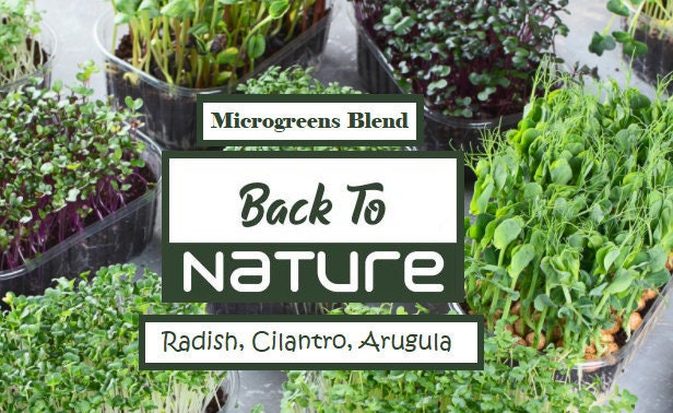 Radish, Cilantro, Arugula Microgreen Seed Assortment - Organic Seeds - Non Gmo - Heirloom Seeds – Microgreen Seeds