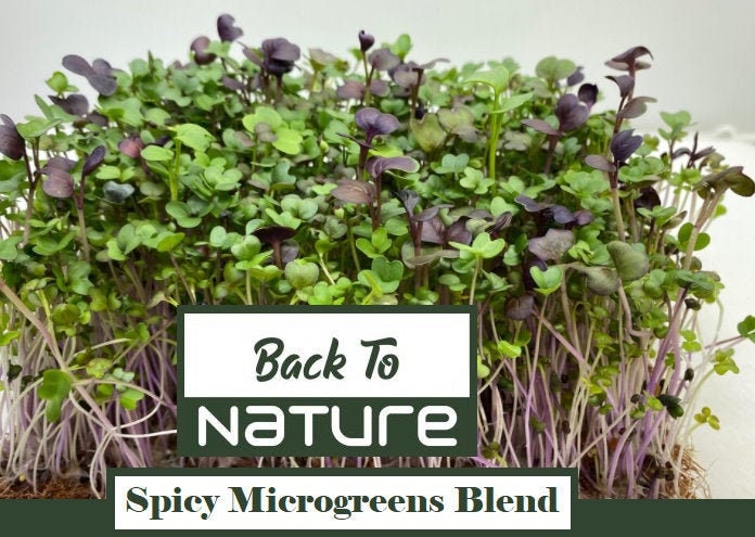 Spicy Microgreen Seed Blend - Seeds - Non Gmo - Heirloom Seeds – Microgreen Seeds - Fresh USA Garden Seeds - Grows Fast!