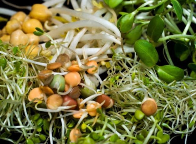 Rainbow Bean Seed Mix - Organic - Non Gmo - Heirloom Seeds – Microgreen Seeds - USA Garden Seeds 