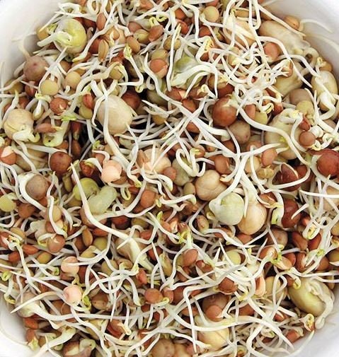 Protein Bean Seed Blend - For Sprouting - Organic - Non Gmo - Heirloom Seeds – Microgreen Seeds - USA Garden Seeds 