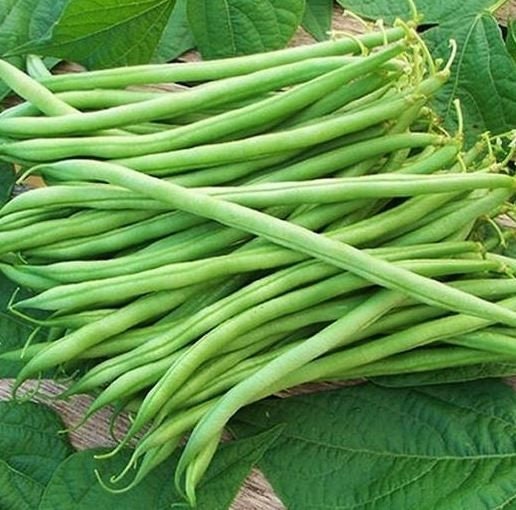 Stringless Landreth Beans - Seeds - Non Gmo - Heirloom Seeds – Bean Seeds - Grow Your Own Food At Home! - Fast Growing Variety!  