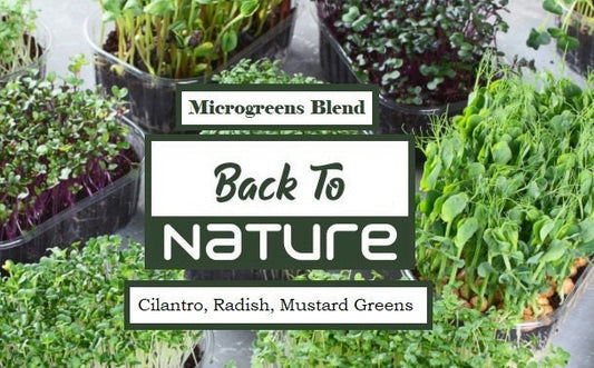 Cilantro, Radish, Mustard Greens Microgreen Seed Blend - Organic Seeds - Non Gmo - Heirloom Seeds – Microgreen Seeds - Grows Fast