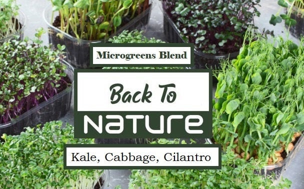 Kale, Cabbage, Cilantro Microgreen Seed Blend - Organic Seeds - Non Gmo - Heirloom Seeds – Microgreen Seeds - Grows Fast