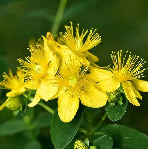 St John's Wort - Seeds - Medicinal Herb Seeds - Non Gmo - Heirloom Seeds – Grow Your Own Food At Home! - Fast Growing Variety!